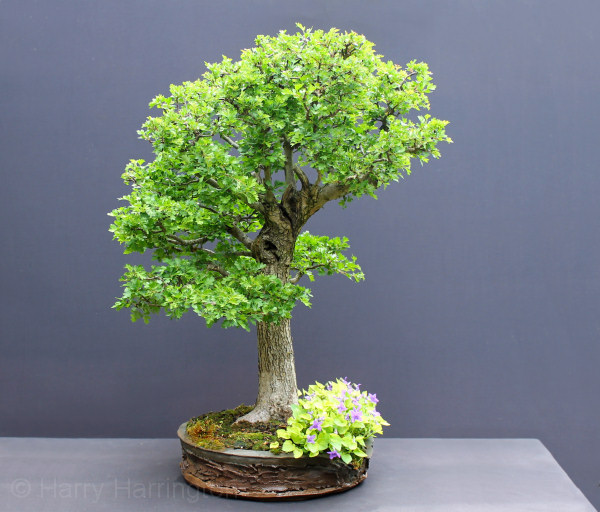 hawthorn bonsai